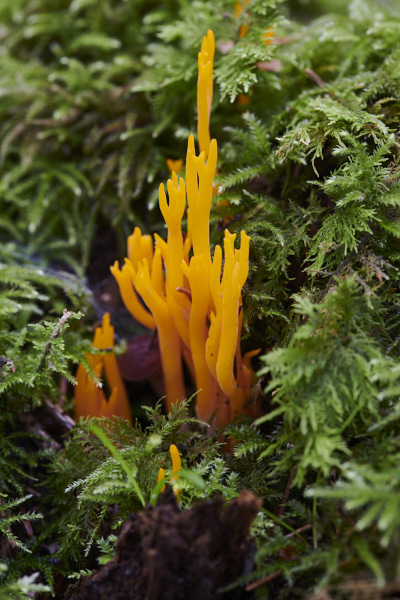 Image of a toadstool