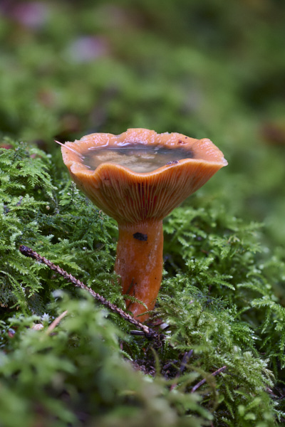 Image of a toadstool