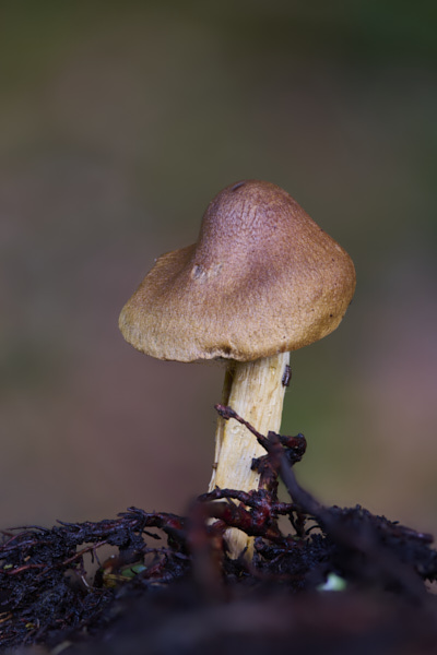 Image of a toadstool