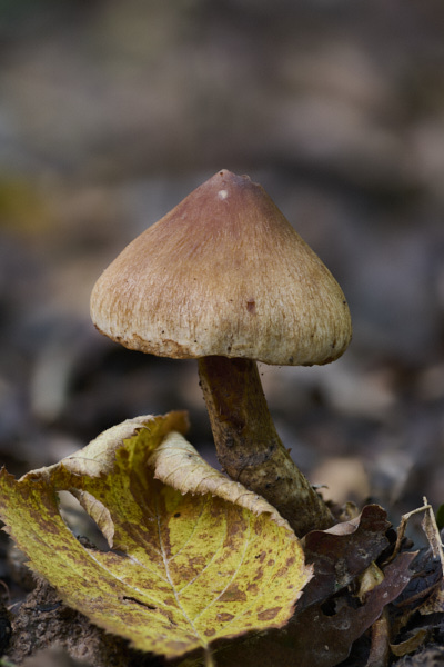 Image of a toadstool