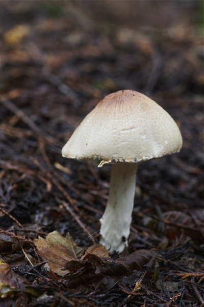 Image of a toadstool
