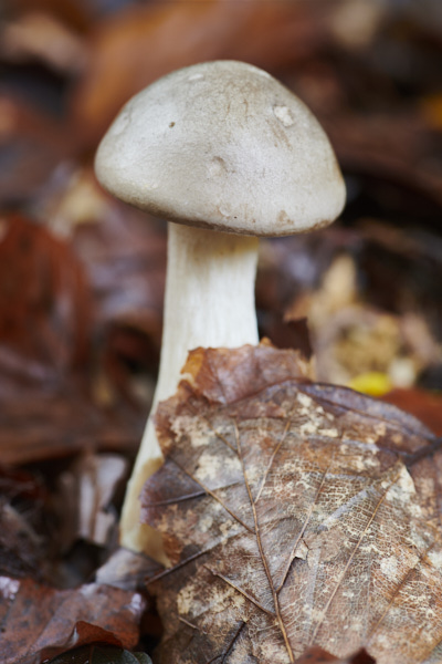 Image of a toadstool