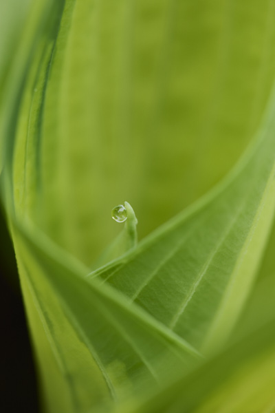 Image of hosta leaves