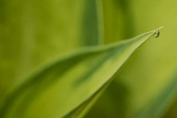 Image of hosta leaves