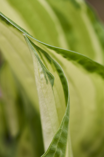 Image of hosta leaves