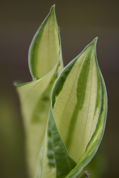 Image of hosta leaves