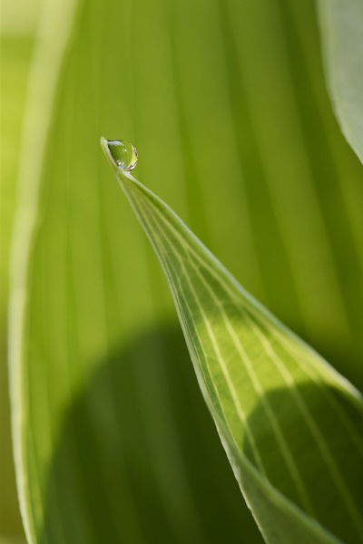 Image of hosta leaves