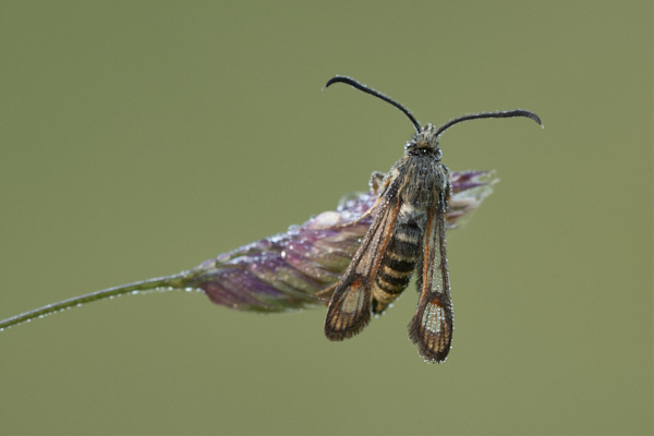 Image of a Moth