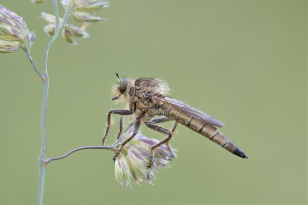 Image of a robberfly
