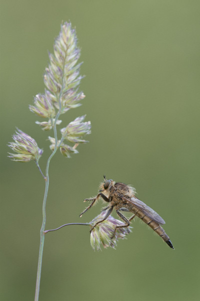 Image of a Robberfly