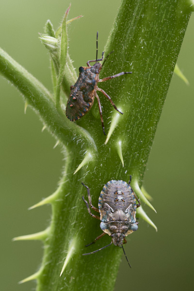 Image of Shieldbugs