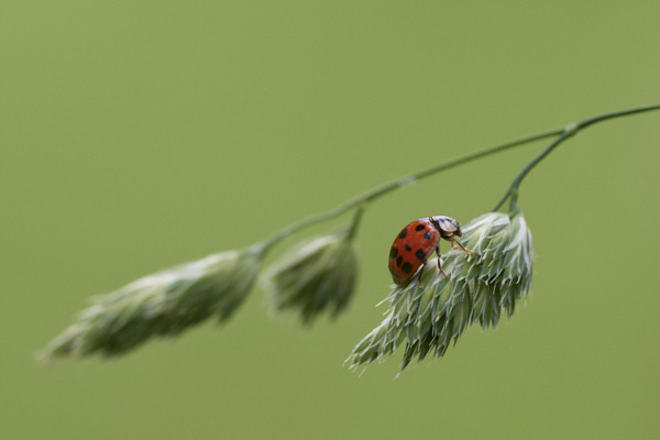Image of a Ladybird