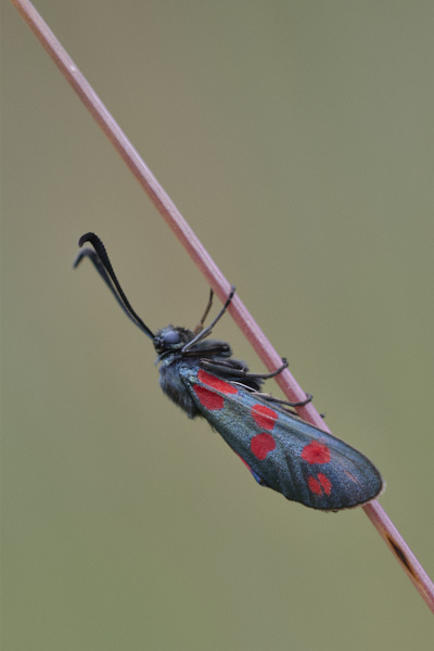 Image of a Moth