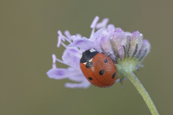 Image of a Shieldbug