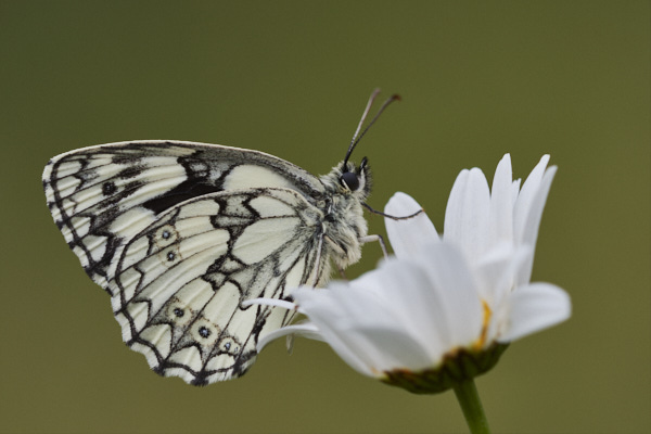 Image of a  Butterfly