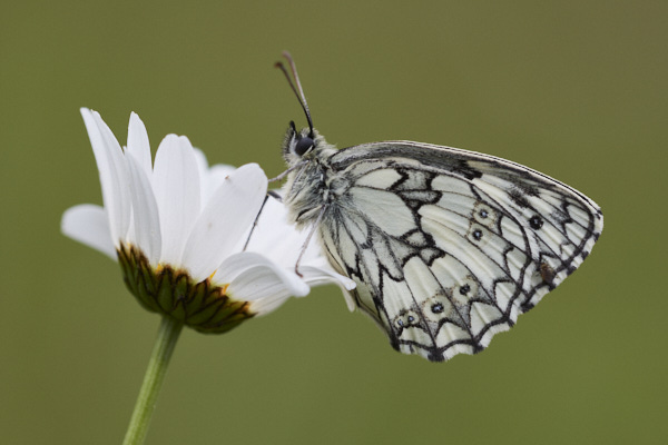 Image of a  Butterfly