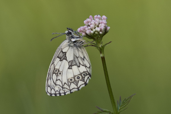 Image of a  Butterfly