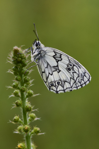 Image of a  Butterfly