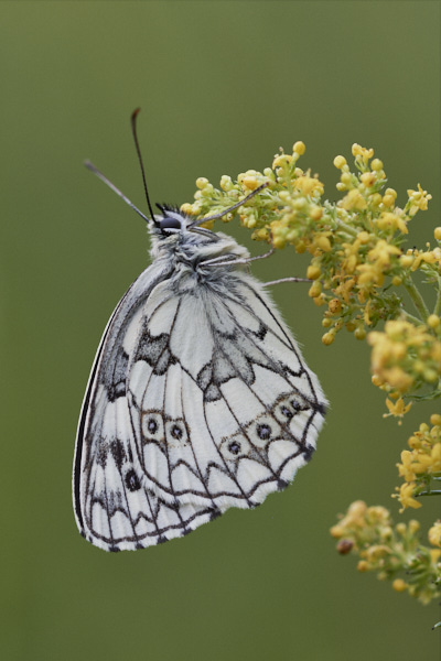 Image of a  Butterfly