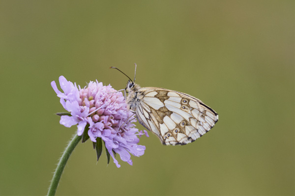 Image of a  Butterfly