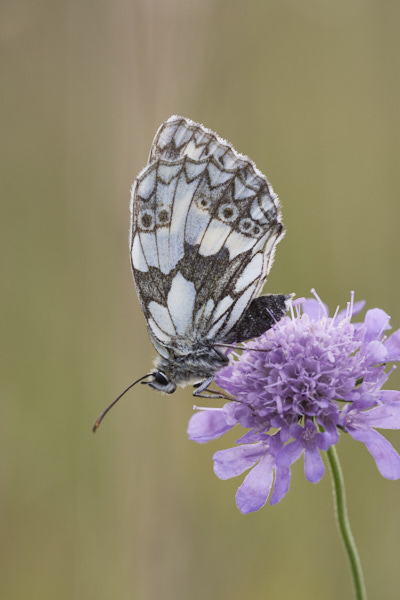 Image of a  Butterfly