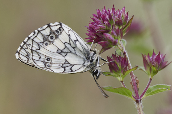 Image of a  Butterfly