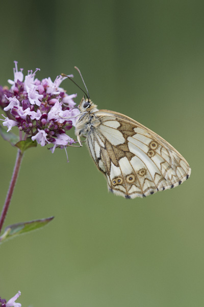 Image of a  Butterfly