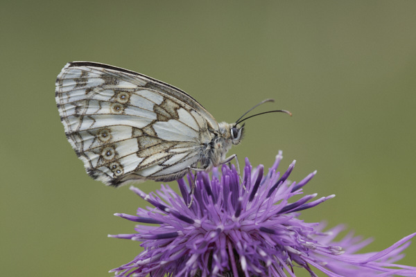 Image of a  Butterfly