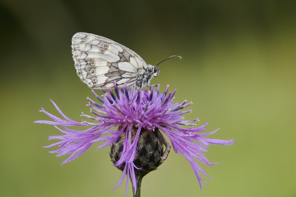 Image of a  Butterfly
