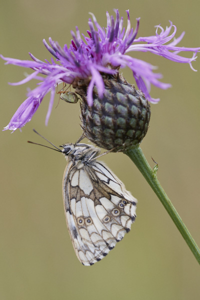 Image of a  Butterfly