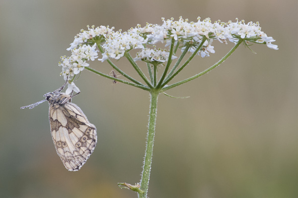 Image of a  Butterfly