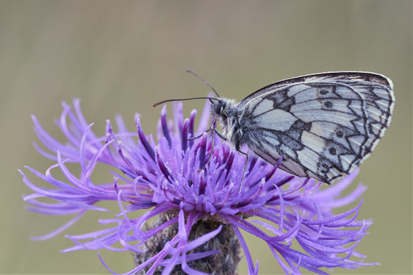 Image of a  Butterfly
