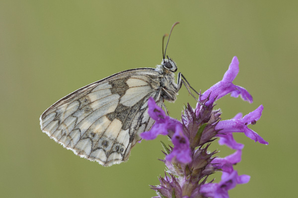 Image of a  Butterfly