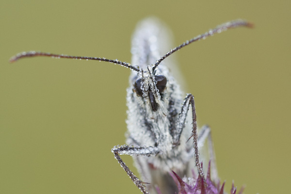 Image of a  Butterfly