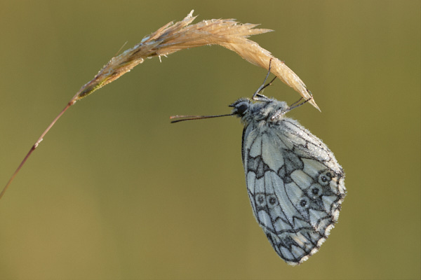 Image of a  Butterfly