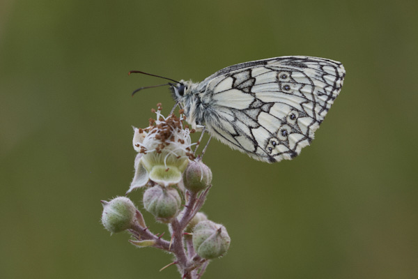 Image of a  Butterfly