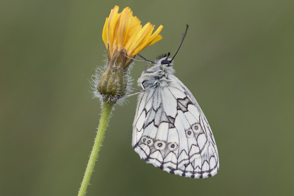 Image of a  Butterfly