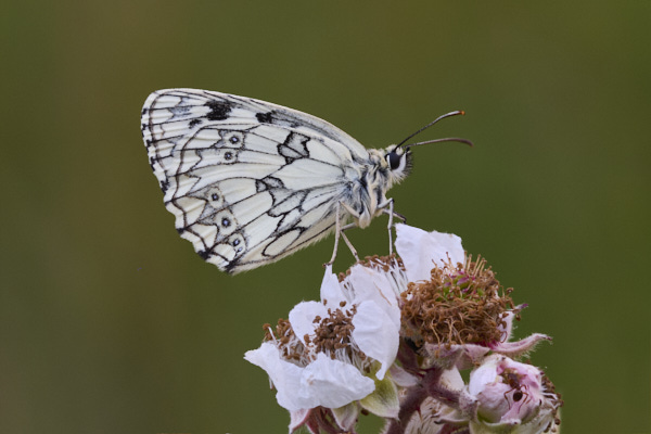 Image of a  Butterfly