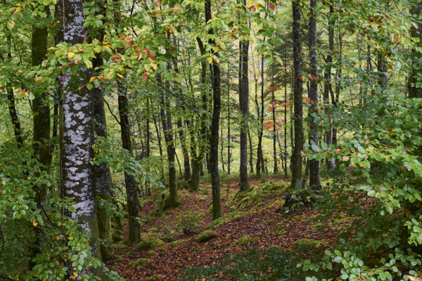 Image of 