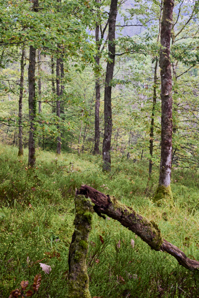 Image of 