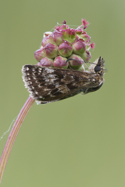 Image of a Skipper Butterfly