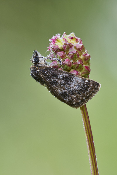Image of a Skipper Butterfly