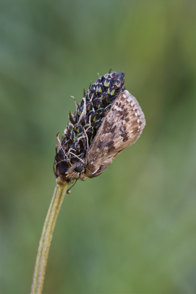 Image of a Skipper Butterfly