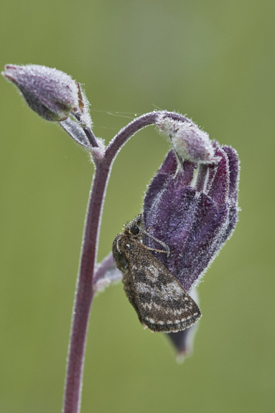 Image of a Skipper Butterfly