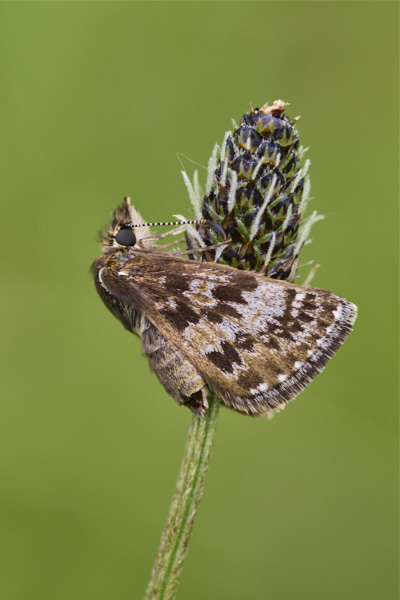 Image of a Skipper Butterfly