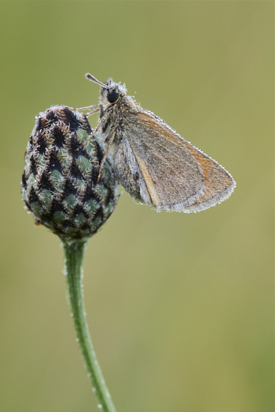 Image of a Skipper Butterfly