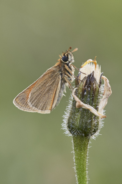 Image of a Skipper Butterfly