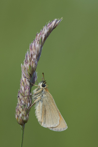 Image of a Skipper Butterfly