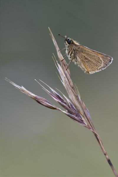 Image of a Skipper Butterfly