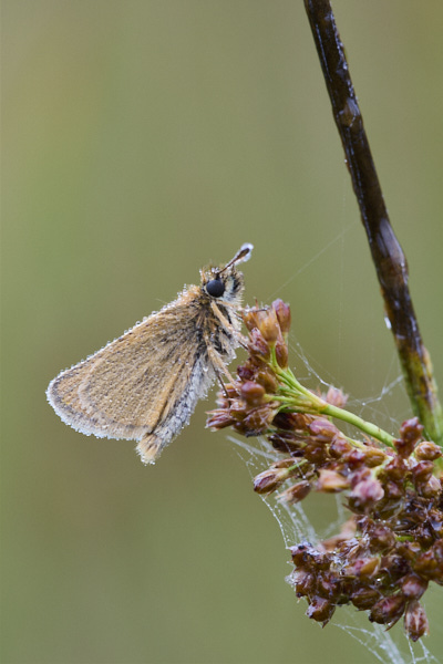 Image of a Skipper Butterfly